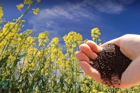 پرداخت کلیه مطالبات کشاورزان دانه های روغنی در استان همدان