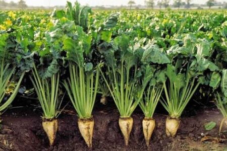 آغاز برداشت چغندرقند از مزارع شهرستان فامنین