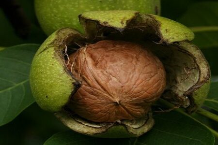 گردوی تویسرکان ثبت جهانی شد