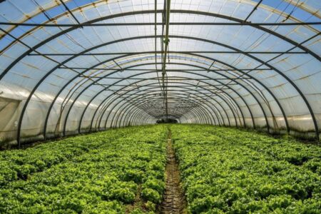 شتاب نهضت گلخانه سازی همدان در دولت سیزدهم