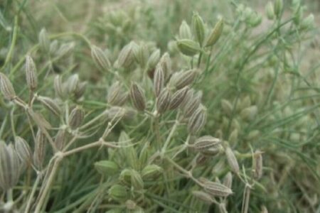 پیش‌بینی کشت زیره در ۱۵۰ هکتار از اراضی استان همدان