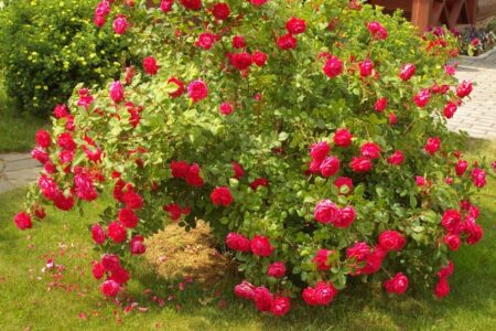 همدان با کاشت یک میلیون و ۵۰۰ هزار بوته گل بوی بهاری گرفت