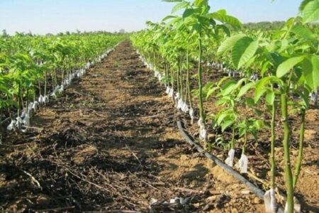 همکاری نهاد های نظامی با منابع طبیعی همدان در تولید و کاشت نهال