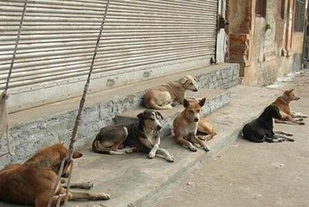 دستور قضایی جمع‌آوری سگ‌های بلاصاحب در همدان صادر شد