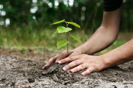 آغاز بهار همدان با کاشت ۲ میلیون گل فصلی و اهدای ۸ هزار نهال به شهروندان