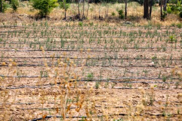 همدان برای زمین خواران ناامن است