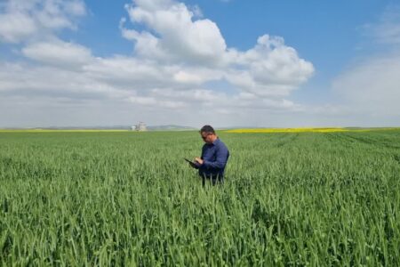 گندم در ۴۳۶ هزار و ۴۰۰ هکتار از اراضی همدان کشت شد