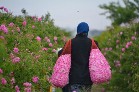 برداشت گل محمدی در ۴۴۶ هکتار از گلستان‌های همدان