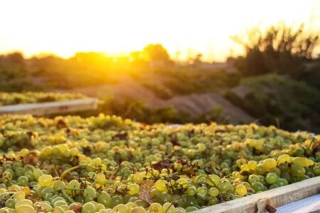 ۱۹۴ محصول تولیدی استان همدان برای صادرات شناسایی شد