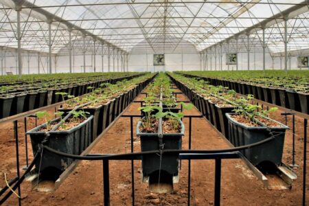 ۳۸۶ هکتار گلخانه در همدان آماده بهره برداری است