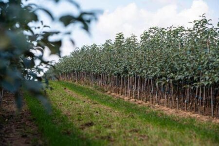 پنج میلیون اصله نهال در همدان کشت شده است