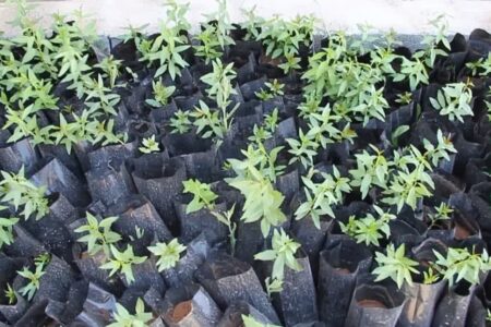 احداث نهالستان دانش‌آموزی در مدرسه شهید کریمی داق داق آباد