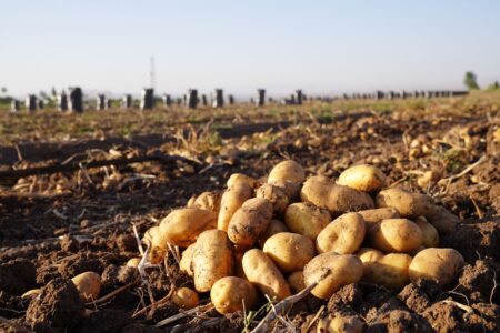 برداشت ۳۵۰ هزار تن سیب زمینی تابستانه در همدان