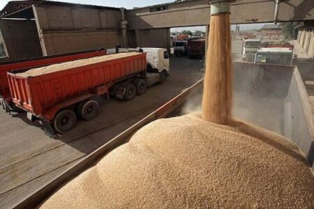 خرید تضمینی ۲۰۳ هزار تن گندم از کشاورزان همدانی